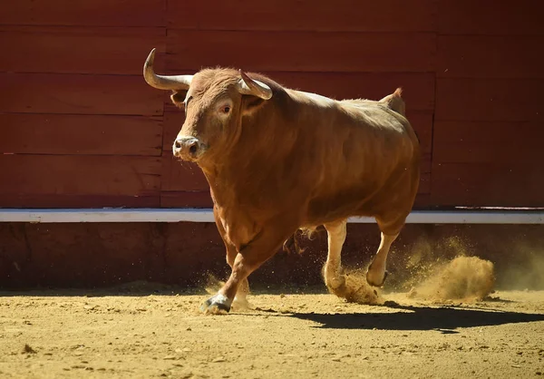 Touro Espanha Correndo Touros — Fotografia de Stock