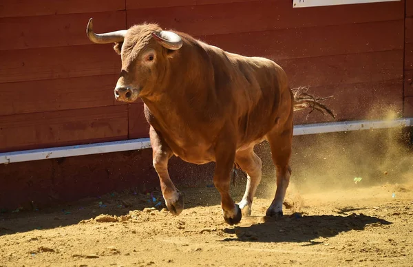 Touro Espanha Correndo Touros — Fotografia de Stock