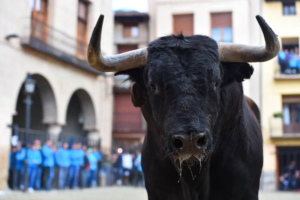 Zwarte Vecht Stier Spanje — Stockfoto