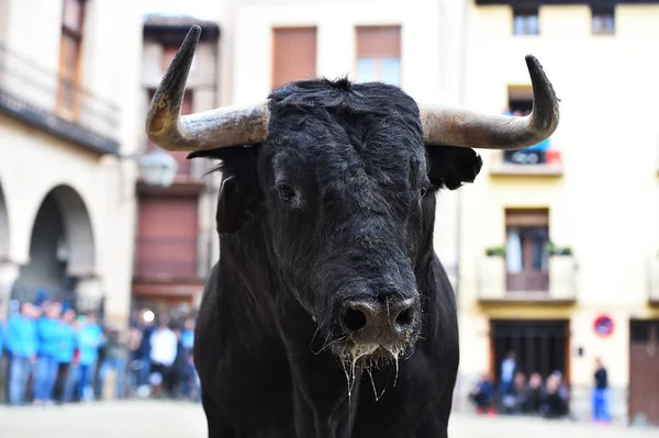 Toro Combate Negro España — Foto de Stock