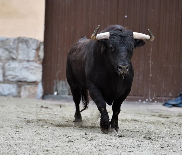 Toro Combate Negro España — Foto de Stock