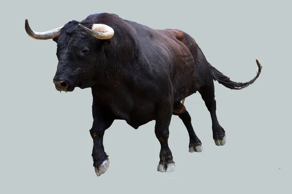 西班牙的黑色斗牛 — 图库照片