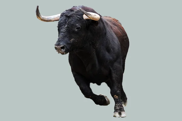 Black Fighting Bull Spain — Stock Photo, Image