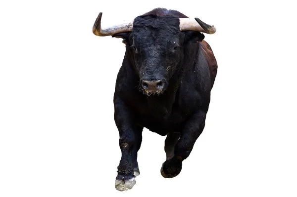 Black Fighting Bull Spain — Stock Photo, Image