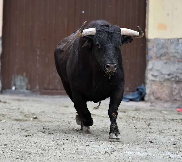 Black Fighting Bull Spain — Stock Photo, Image