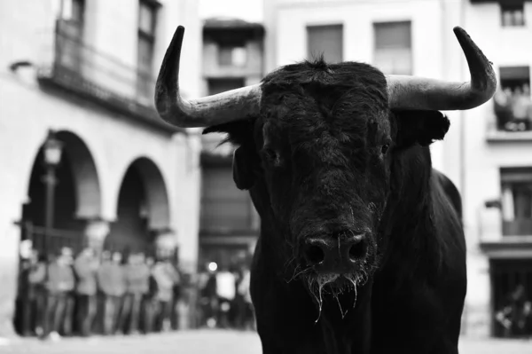 Black Fighting Bull Spanien — Stockfoto