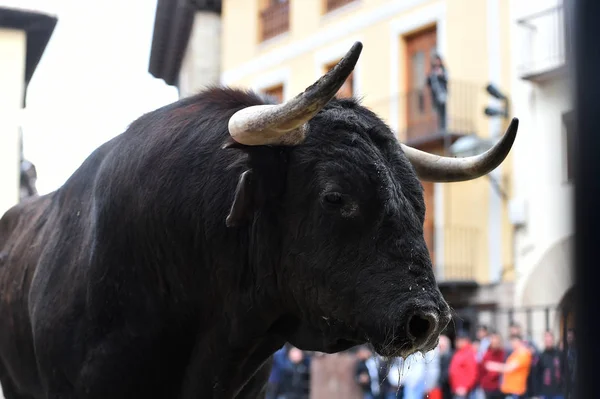 スペインの黒い闘牛 — ストック写真
