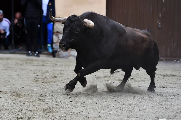 Preto Lutando Touro Espanha — Fotografia de Stock