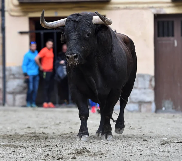 Býk Bojující Španělsku — Stock fotografie