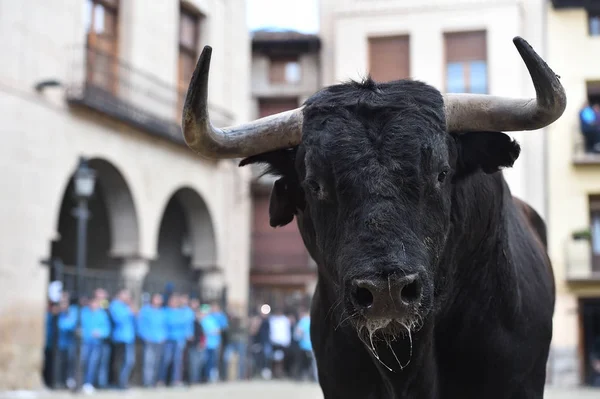 Býk Bojující Španělsku — Stock fotografie