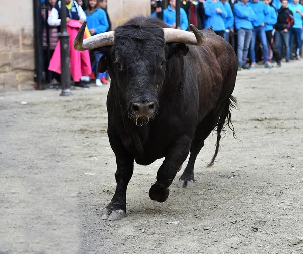 Toro Combate Negro España —  Fotos de Stock