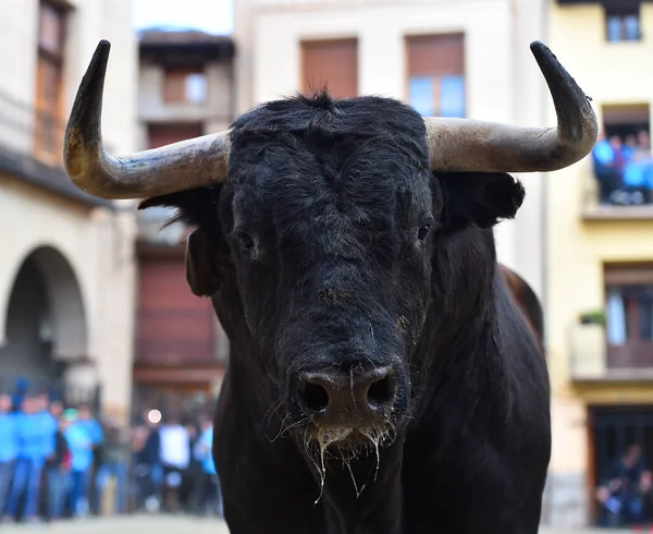 Preto Lutando Touro Espanha — Fotografia de Stock