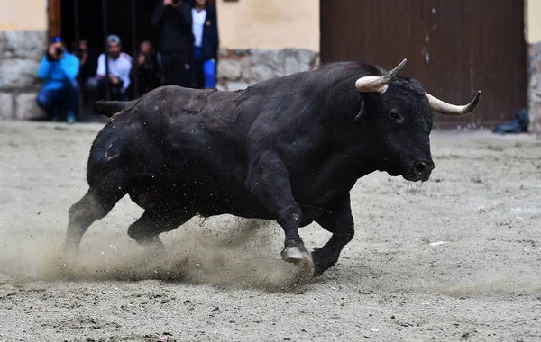Toro Combate Negro España — Foto de Stock