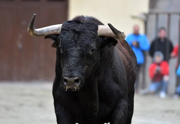 Preto Lutando Touro Espanha — Fotografia de Stock