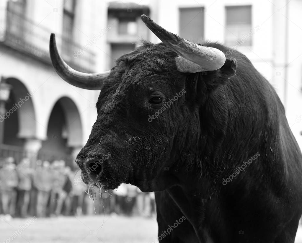 black fighting bull in spain