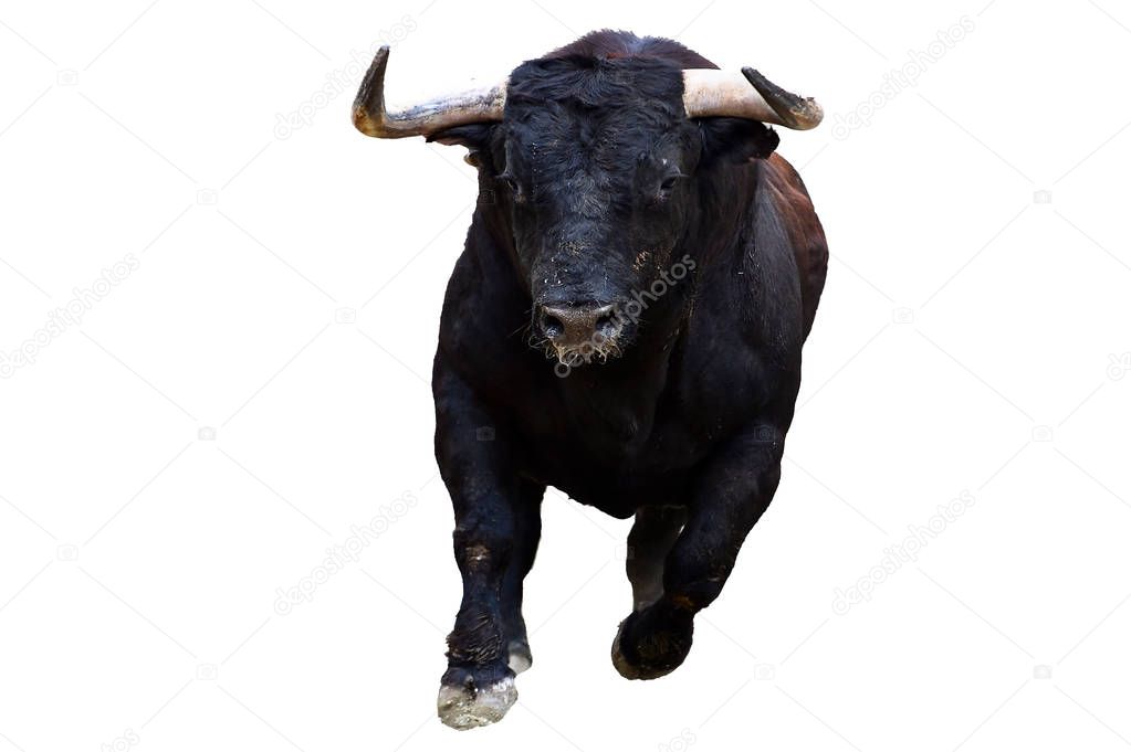 black fighting bull in spain