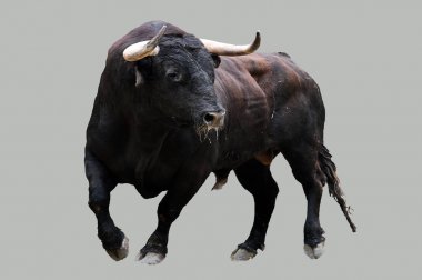 geleneksel gösteride İspanyol cesur boğa