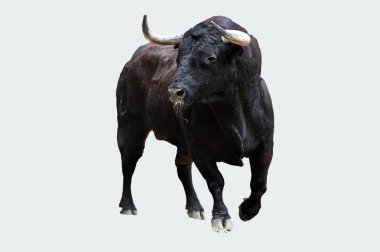 geleneksel gösteride İspanyol cesur boğa