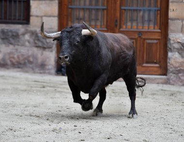 geleneksel gösteride İspanyol cesur boğa