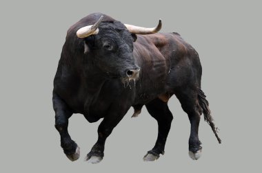 geleneksel gösteride İspanyol cesur boğa