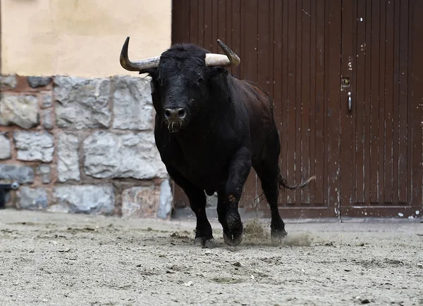 Toro Valiente Español Espectáculo Tradicional —  Fotos de Stock