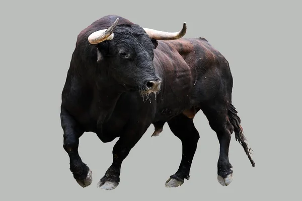 Spanish Brave Bull Traditional Spectacle — Stock Photo, Image