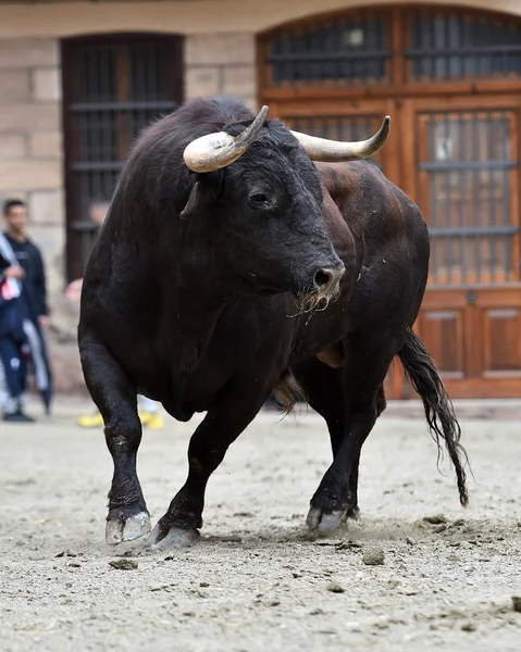 Spanischer Tapferer Stier Bei Traditionellem Spektakel — Stockfoto