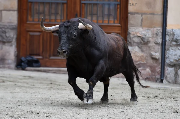 Spaanse Dappere Stier Traditionele Spektakel — Stockfoto