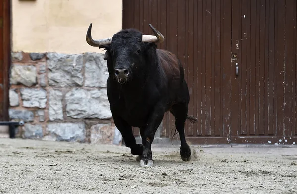 伝統的な光景でスペインの勇敢な雄牛 — ストック写真
