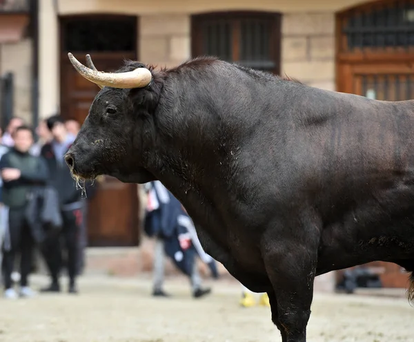 西班牙勇敢的公牛在传统的奇观 — 图库照片