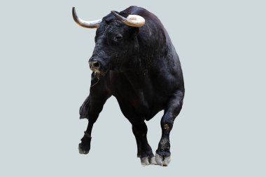 geleneksel gösteride İspanyol cesur boğa