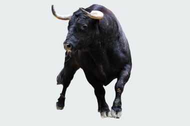 geleneksel gösteride İspanyol cesur boğa