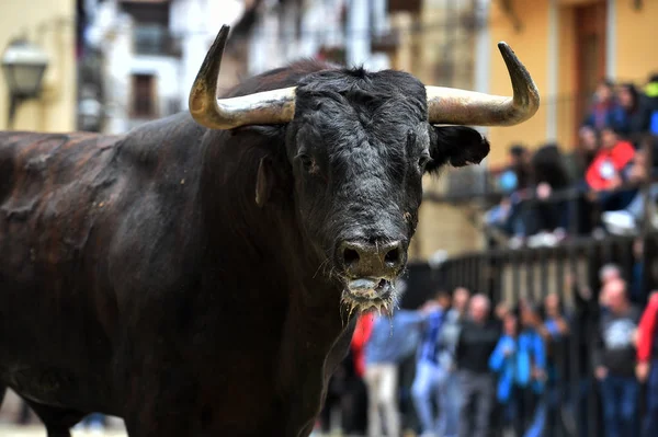 Spanischer Tapferer Stier Bei Traditionellem Spektakel — Stockfoto