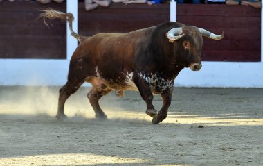büyük boynuzları ile İspanya'da cesur boğa