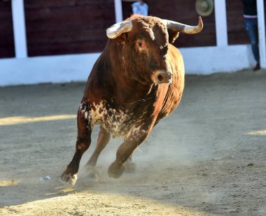 büyük boynuzları ile İspanya'da cesur boğa