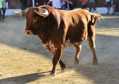 büyük boynuzları ile İspanya'da cesur boğa