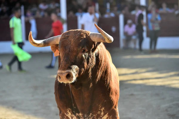 大きな角を持つスペインの勇敢な雄牛 — ストック写真