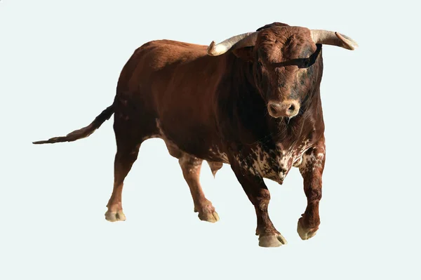 大きな角を持つスペインの勇敢な雄牛 — ストック写真