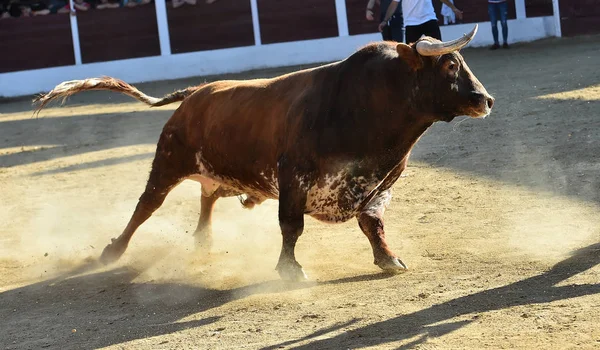 Γενναίος Ταύρος Στην Ισπανία Μεγάλα Κέρατα — Φωτογραφία Αρχείου