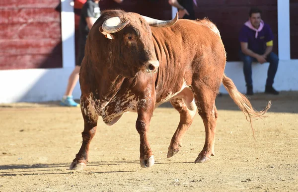 Toro Valiente España Con Cuernos Grandes —  Fotos de Stock