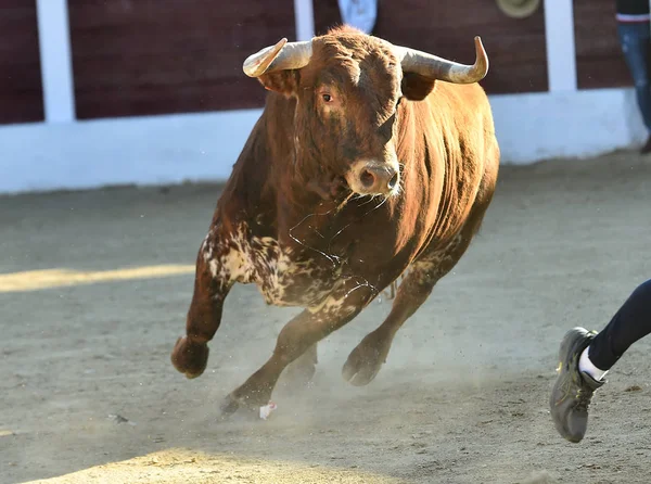 Tapferer Stier Spanien Mit Großen Hörnern — Stockfoto