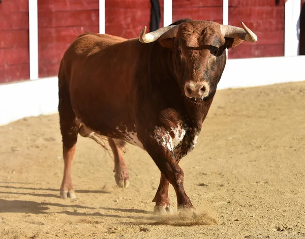 Brave Bull Spanien Med Stora Horn — Stockfoto
