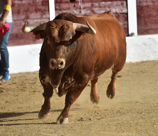 Brave Bull Spanien Med Stora Horn — Stockfoto