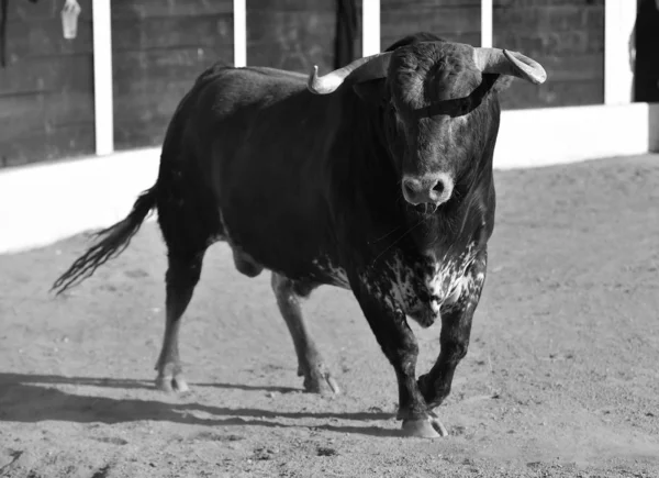 Tapferer Stier Spanien Mit Großen Hörnern — Stockfoto