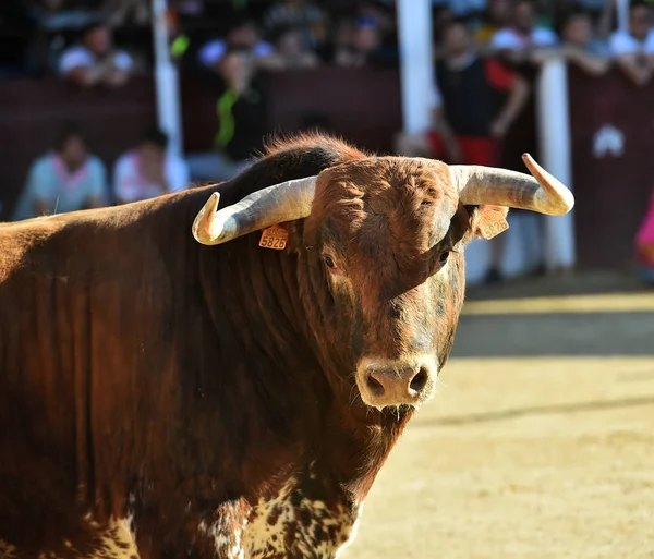 Bátor Bika Spanyolországban Nagy Szarvak — Stock Fotó