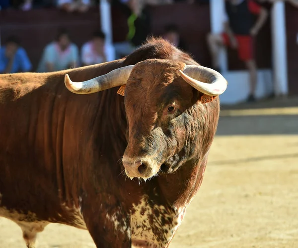 Bátor Bika Spanyolországban Nagy Szarvak — Stock Fotó