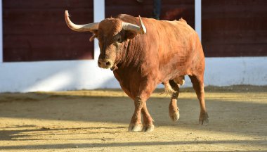 İspanyol bullring Kızgın Boğa