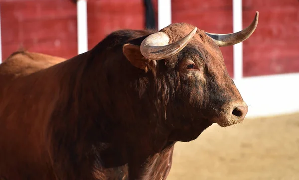 Boze Stier Spaanse Arena — Stockfoto