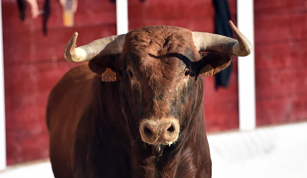 Wütender Stier Spanischer Stierkampfarena — Stockfoto