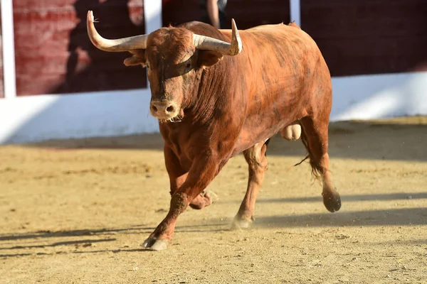 愤怒的公牛在西班牙斗牛场 — 图库照片